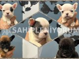 Safkan French Bulldog Yavrularımız 45 Günlük