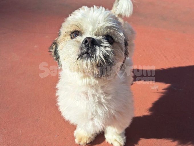 Tuvalet Eğitimli Shih Tzu
