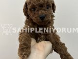 Toy Poodle Kore Dark Red