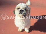 Tuvalet Eğitimli Shih Tzu