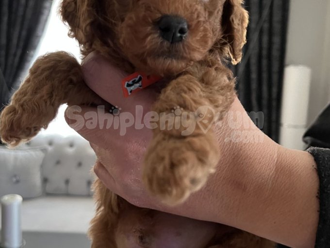 Medium - Poodle Yavruları
