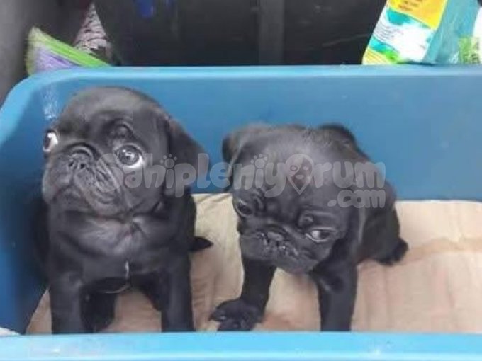 Pug Yavruları Safkan