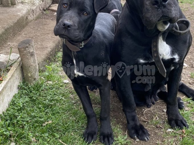 Ücretsiz Cane Corso Yavru Ve Anne Sahiplendirildi