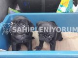 Pug yavruları safkan