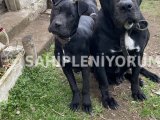 Ücretsiz cane corso yavru ve anne