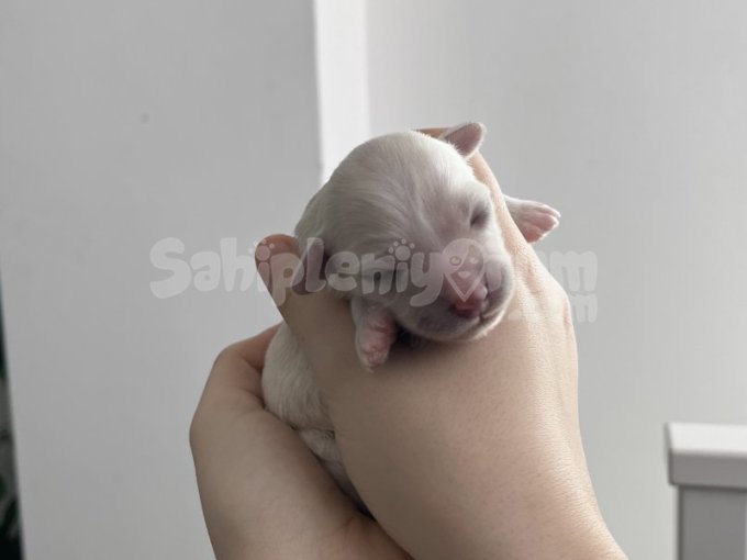 0-3 Aylık Maltese Terrier