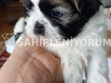 Shih Tzu yavru köpekler