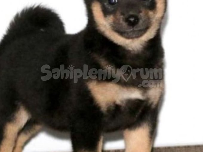 Shiba-İnu