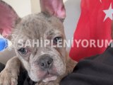 French bulldog blue