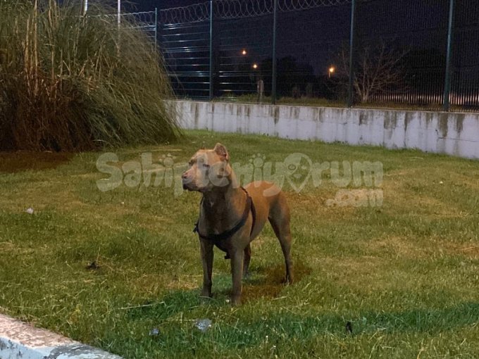 Tuvalet ve İtaat Eğitimli Köpek Sahiplendirme | Çipli & Aşılı