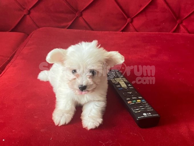 Maltese Terrier Sıfır Numara,Oyuncu Büyümeyen Yavrum