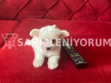 Maltese Terrier Sıfır Numara,Oyuncu Büyümeyen Yavrum