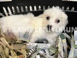 Maltipoo 3 aylık bebek