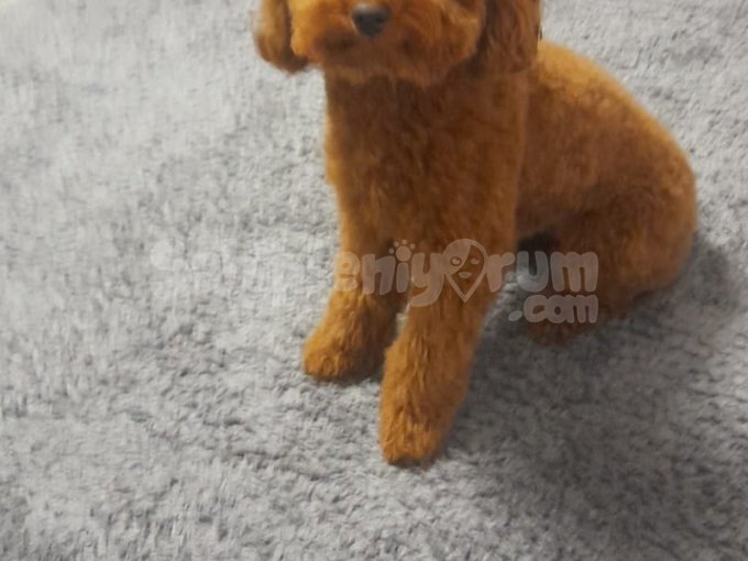 12 Aylık Oyuncu Poodle