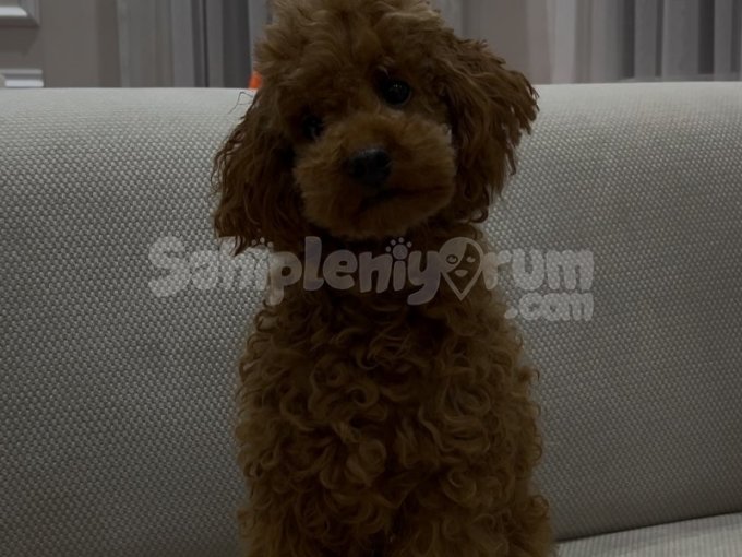 Yetişkin Sevimli Poodle Yavrular