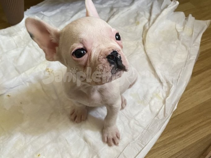 2 Aylık Dişi French Bulldog Uygun