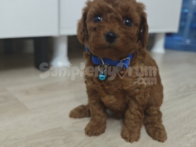 Toy Poddle Teacup