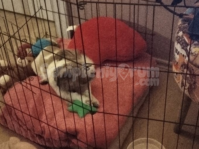 5 Aylık Shitzu Köpeğim