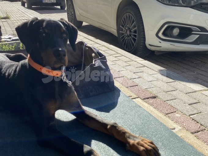 5,5 Aylık Doberman
