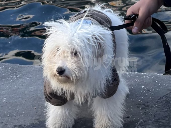 Terrier Yavrusu 3.5 Aylık Daha Çok Sevimli Ev Köpeği