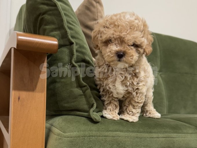 Ev Doğumlu Maltipoo Bebek