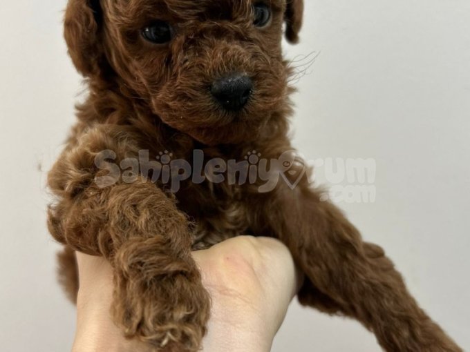 Kore Toy Poodle