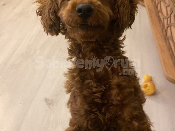 Secereli Saf Kan Poodle