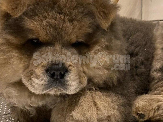 Chow Chow (Çin Aslanı) Yavrusu İstanbul