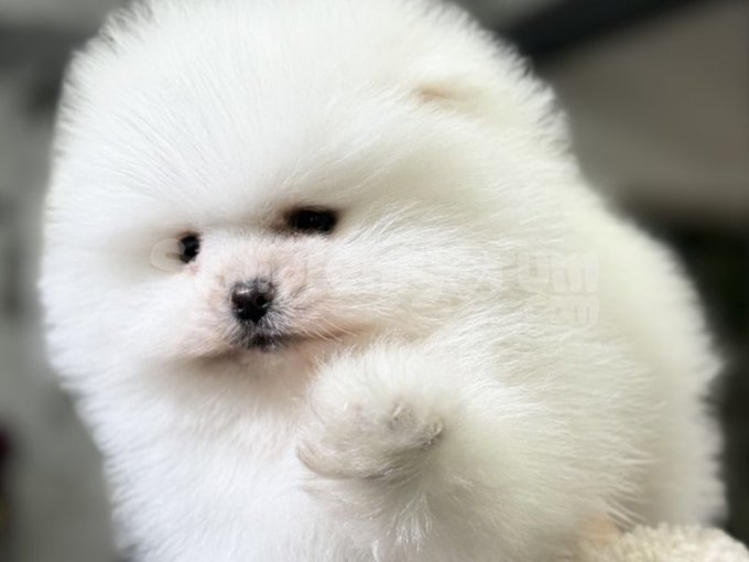 Kore Kan Efsane Pomeranianboo