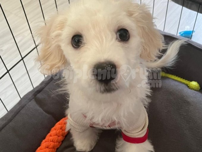 Maltipoo 3,5 Aylık Bebek