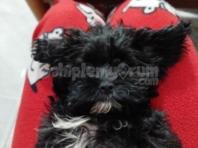 2Aylık Maltipoo