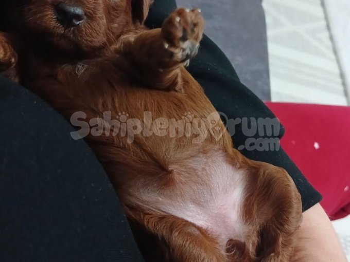 Kore Toy Poodle 0 Numara