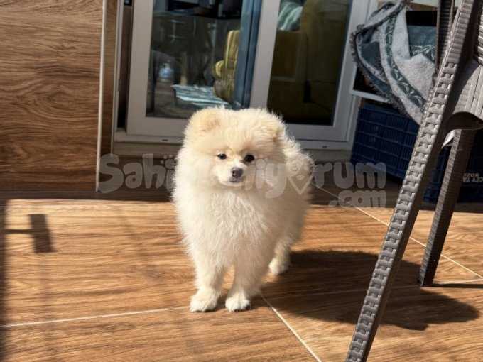 95 Günlük Pomeranian Boo