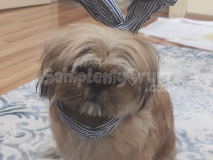 Shih Tzu Erkek Ve Dişi Köpeklerimizi Sahiplendiriyoruz