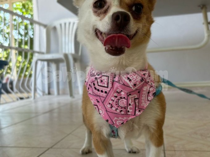 Chihuahua Dişi Çift Renk