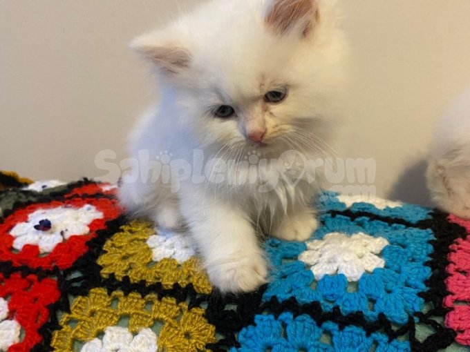 Ev Doğumu British Shorthair Yavrularımız