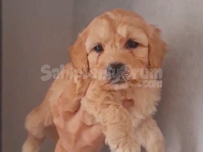 2 Aylık Maltipoo