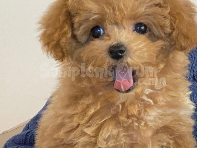 Korean Toypoodle 1 Buçuk Kg