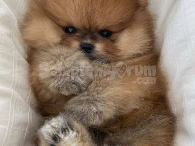 Pomerian Boo