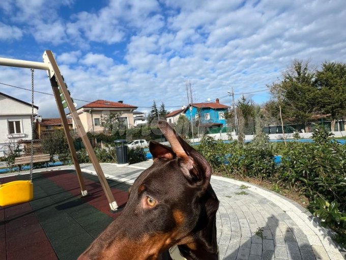 Doberman