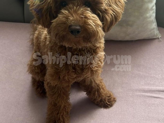 Çok Acil Toy Poodle Sahiplendirme | 8 Aylık, Aşılı ve Çipli