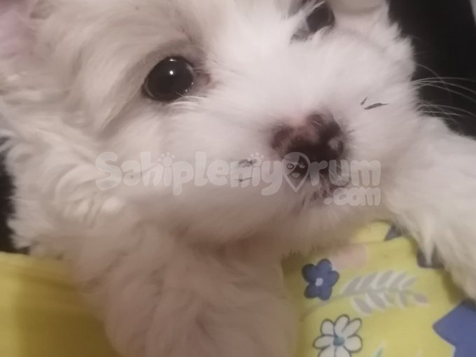 Maltipoo