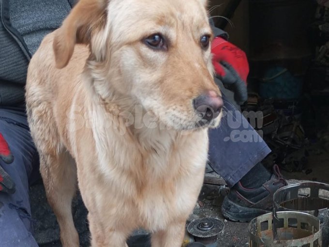 Dişi Golden Köpek