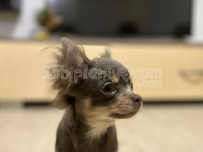 Bebek Chihuahua