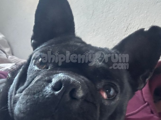 Sokakta Bulduğum 2-4 Yaş Arasında Erkek French Bulldog
