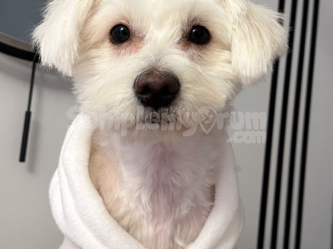 Oyuncu Köpek Bonny