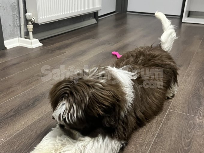 Sevimli Foks Köpeğim Sahiplendirme | Güvenilir Yuva Arıyor