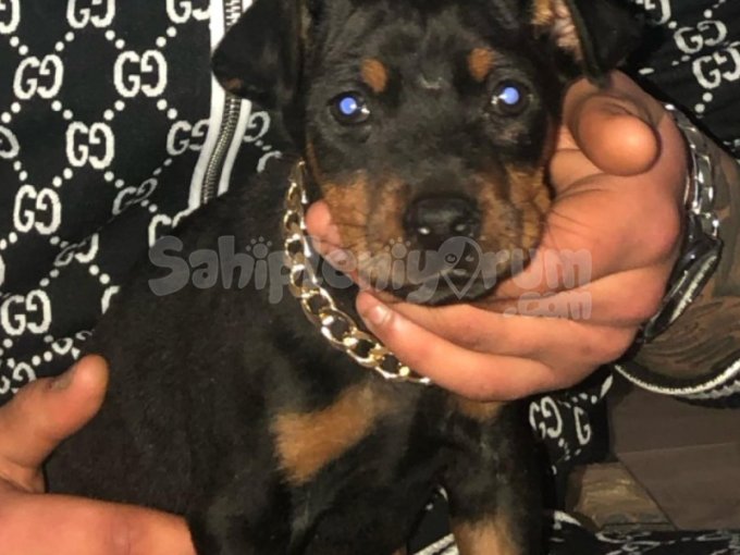King Doberman Irk Garantili