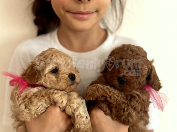 Orjinal Toy Poodle Teacup Kore Ailemizin Yavruları