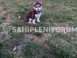 3 aylık dişi ve erkek köpek